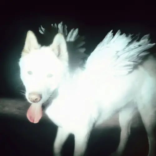 Fat Dog – Cancel Me (I'm Tired)